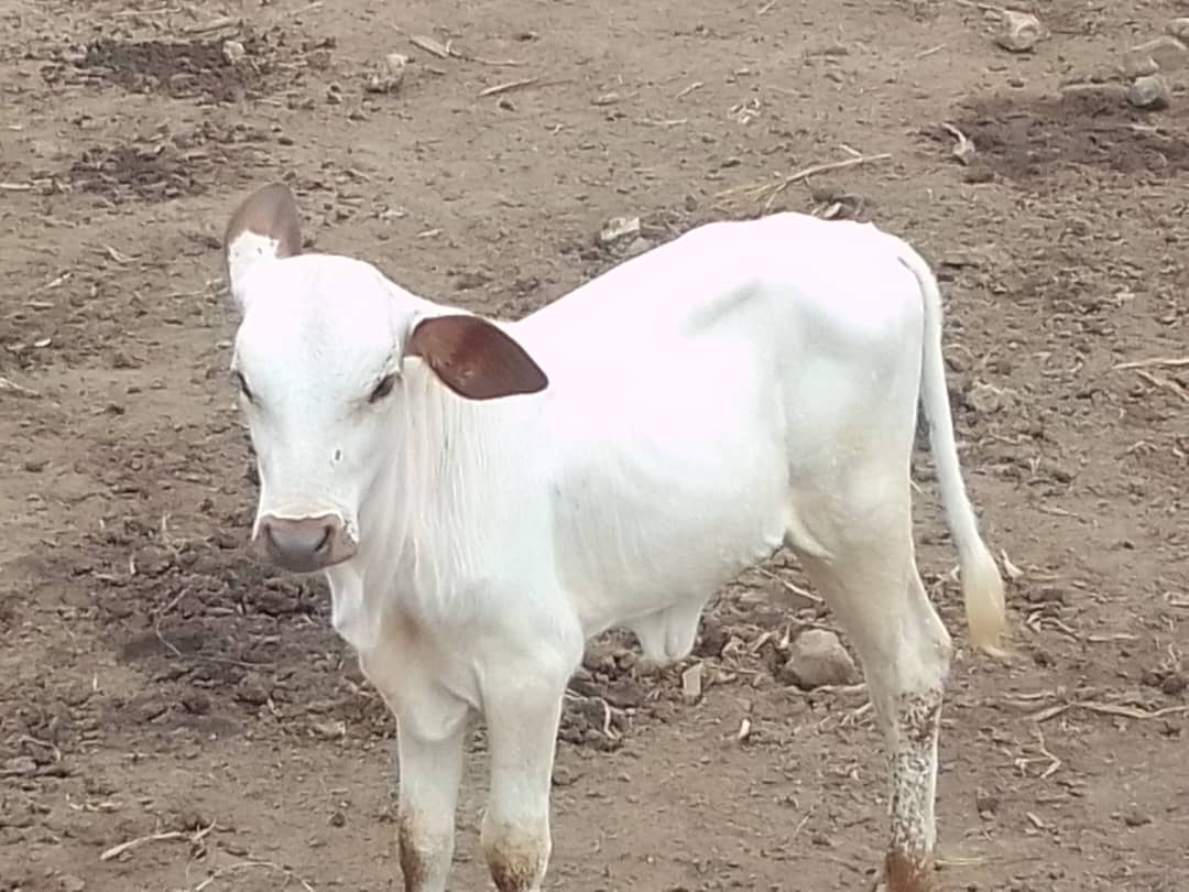 Live Calf